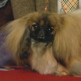 Pekingese from Brey Pekingese