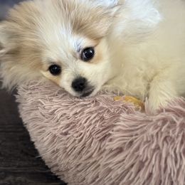 Daisy - Pomeranian