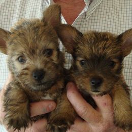 Norwich Terriers from Itsy Bitsy Norwich