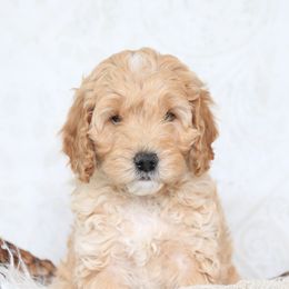 Goldendoodle Puppies from Serene Canyon Doodles
