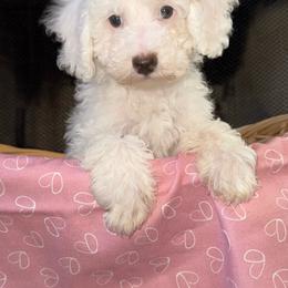 Happy - White female Poodle puppy in Akeley, Minnesota from Blessed Acres Miniature Poodles