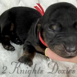 Preston❤️ - Black and cream male Dachshund puppy in New Braunfels, Texas from 2 Knights Doxies