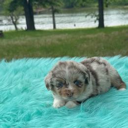 Amber - Red merle female Miniature Australian Shepherd puppy in Granbury, Texas from Texas Miniature Aussies