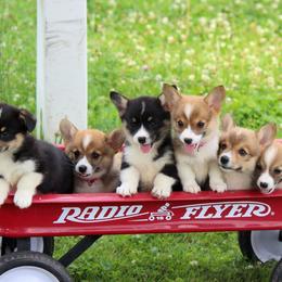 Pembroke Welsh Corgis from Lapp Livestock Farm Corgi's