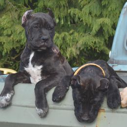 Mini Thor - Fawn Cane Corso puppy in Arlington, Washington from Folkvar Cane Corso