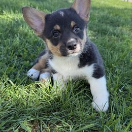 Black tri female - Black and tan female American Corgi puppy in Scottown, Ohio from Wyndy Ridge Corgis