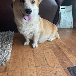 Pembroke Welsh Corgi All Grown Up from Camelot Corgis