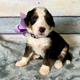 Lavender Girl - Tri-color female Bernedoodle puppy in The Woodlands, Texas from Gracie's Goldendoodles and Bernedoodles of The Woodlands