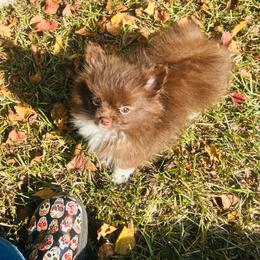 Girl 1 - Chocolate parti female Pomeranian puppy in Monroe, Georgia from Beastly Beauties Huskies & Pomskies