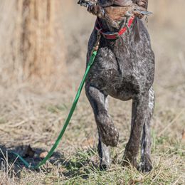 Beets - German Shorthaired Pointer