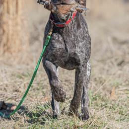 Beets - German Shorthaired Pointer