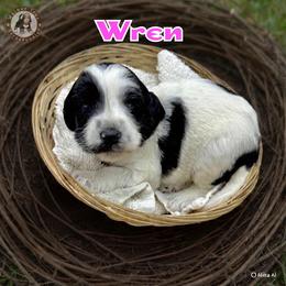 Wren - Black and white female Bernedoodle puppy in Banner Elk, North Carolina from Walnut Tree Bernedoodles