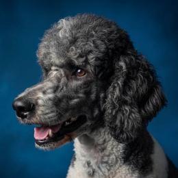 Domino - Poodle
