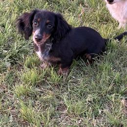 Dachshund puppies from TG Dachshunds