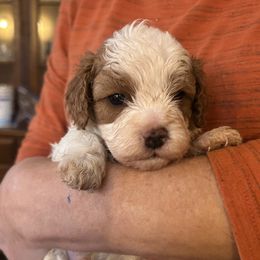 Shaggy - Blenheim male Cavapoo puppy in Burke, New York from Patti’s Puppies
