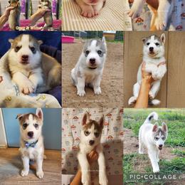 Siberian Husky Puppies from Lunter's Heaven Huskies