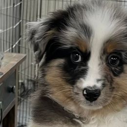 Miniature American Shepherds, Miniature Australian Shepherds, and Toy Australian Shepherds from Roserock Aussies