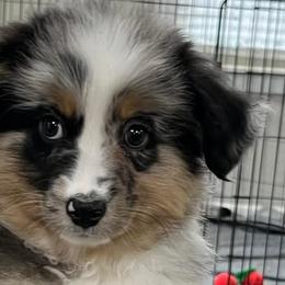 Miniature American Shepherds, Miniature Australian Shepherds, and Toy Australian Shepherds from Roserock Aussies