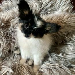 Kandy - White black and tan female Papillon puppy in Missouri from Lovely Acres