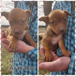 Girl 2 - Red female Australian Kelpie puppy in Bradford, Arkansas from Cedar Rock Heelers and Kelpies