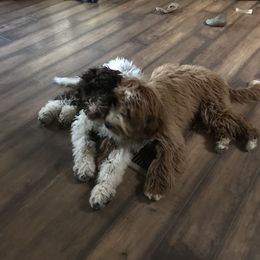 Goldendoodle and Poodle Puppies from Gloriasgoldendoodles