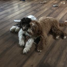 Goldendoodle and Poodle Puppies from Gloriasgoldendoodles