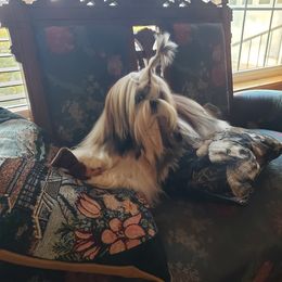 Shih Tzu Puppies from Jazzie Shih Tzu