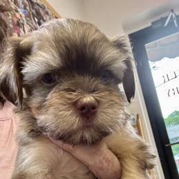 Baby boy - Red male Havanese puppy in Walpole, Massachusetts from Golden Glen Havanese