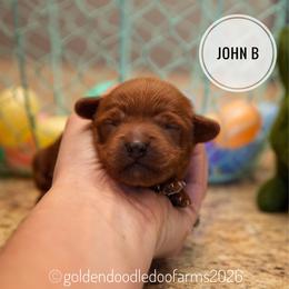 John B (Brownie) - Red male Golden Aussiedoodle puppy in Hyrum, Utah from Goldendoodledoo Farms