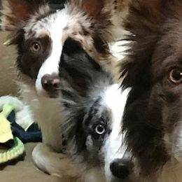 Border Collies from Lin Battaglia