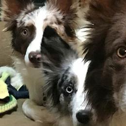 Border Collies from Lin Battaglia