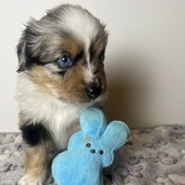 Miniature Australian Shepherd and Toy Australian Shepherd Puppies from Columbia Coast Toy & Mini Aussies