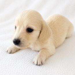 Simon - Cream male Dachshund puppy in Sebring, Florida from Mini Weenies