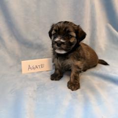 Agate - Gold sable male Havana Silk Dog puppy in Marlboro, Vermont from Maplewood Silks