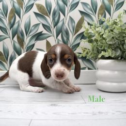 Smooth Hair Boy - Piebald male Dachshund puppy in Wichita, Kansas from Geta Long Little Doggie