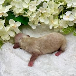 Lucy - Cream female Dachshund puppy in Exeter, California from Sawtooth Miniature Dachshunds