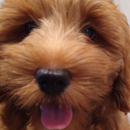 Sugar - Red  Goldendoodle puppy in Plantation, Florida from BAJAdoodles