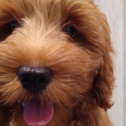 Sugar - Red  Goldendoodle puppy in Plantation, Florida from BAJAdoodles