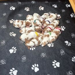 Girl 5 - Orange and white female Brittany puppy in Moseley, Virginia from Brier Ridge Kennels & Outfitters