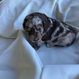 Boo - Brown merle female Aussiedoodle puppy in Berrien Spring, Michigan from Red Bud Beautiful Doodles