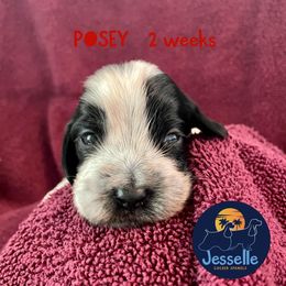 Cocker Spaniel and English Cocker Spaniel Puppies from Jesselle Cocker Spaniels