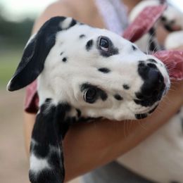 Dalmatian Puppies from Sublime Dalmatians