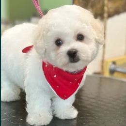 Bichon Frise and German Shepherd Puppies from Top Shepherd & French bulldog kennel