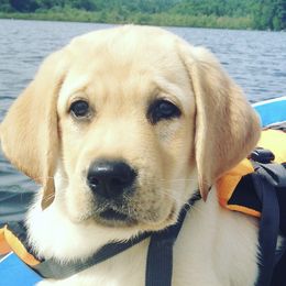 Labrador Retrievers from Hampshire Kennel