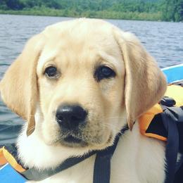 Labrador Retrievers from Hampshire Kennel
