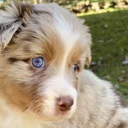 Australian Shepherds from Scooters Aussies