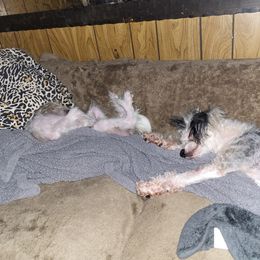 Chinese Crested and Shih Tzu All Grown Up from Wuppie Tree House