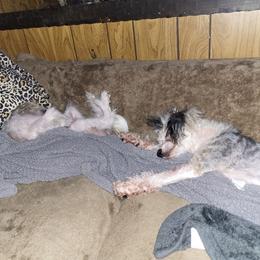 Chinese Crested and Shih Tzu All Grown Up from Wuppie Tree House