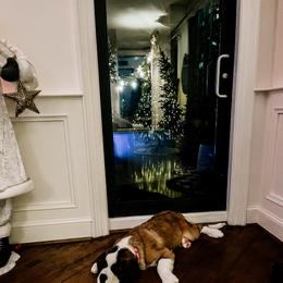 Beige - Mahogany and white female Saint Bernard puppy in Double Springs, Alabama from St Bernard Kingdom, LLC