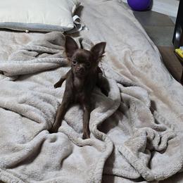 Lady - Chocolate female Chihuahua puppy in El Paso, Texas from JVJ Chihuahua